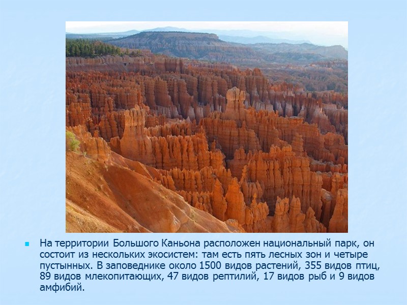 На территории Большого Каньона расположен национальный парк, он состоит из нескольких экосистем: там есть